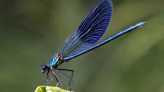 Blue dragonfly green leaf wings - its wing free wallpaper