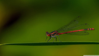 Red dragonfly green leaf sunlight - free bird wallpaper