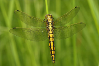 Yellow dragonfly blade grass sunny - free nature wallpaper