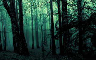 Dark forest trees leaves fog - a dark forest free wallpaper