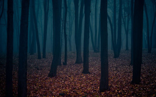 Dark forest trees leaves ground - a few leaf free wallpaper for desktop