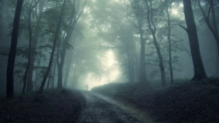 Person walking dirt road forest - a dirt road in the middle of a forest free wallpaper
