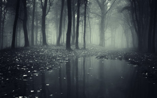 Dark forest stream fog nature - the air above free wallpaper