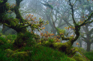 Forest mossy trees foggy nature - colin moss free wallpaper