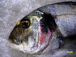 Yellow eye black spot fish - sharp foccus ilustration free wallpaper