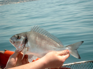 Person holding fish boat water - a fish free wallpaper