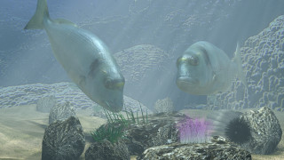 Fish aquarium rocks plants sunlight - lostfish free wallpaper for desktop