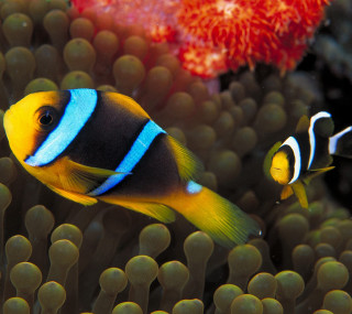 Clown fish anemone coral aquarium - coral free wallpaper
