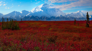 Red flowers mountain clouds trees - arkhip kuindzhi free wallpaper