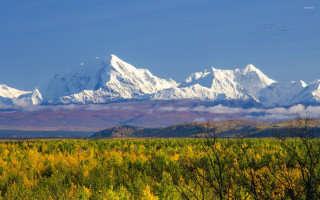 Mountain snow trees foreground blue - the top of it free wallpaper
