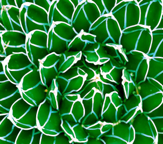 Green white flower closeup striped - elizabeth murray free wallpaper for tablet