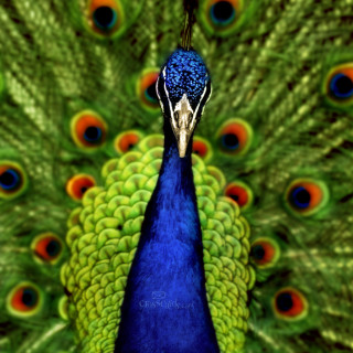 Peacock feathers spread eyes open - animal free wallpaper for tablet