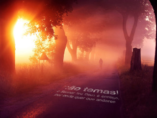 Foggy morning walk sunshine trees - shadow free wallpaper for desktop