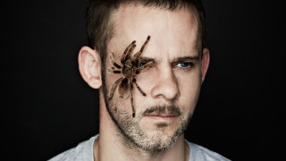 Man spider face beard serious - a spider free wallpaper