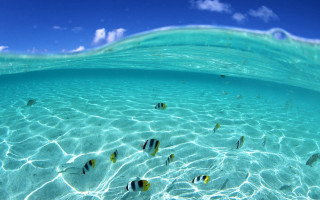 Fish swimming clear blue ocean 4 - a group of fish swimming free wallpaper