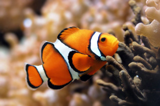 Clown fish aquarium corals background 2 - coral free wallpaper