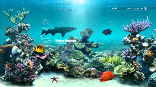 Computer screen fish corals starfish 2 - abidin dino free wallpaper