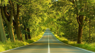 Long straight road trees lining 2 - a line of trees free wallpaper