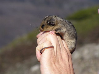 Small animal held hand rocky - a rocky area free wallpaper