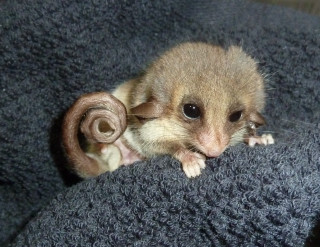 Small rodent couch yarn back - a small rodent free wallpaper