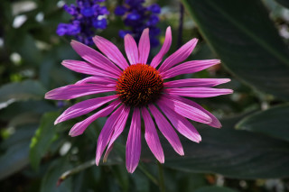 Purple flower blue background macro - a purple flower free wallpaper