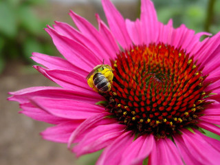 Bee pink flower green background - on free wallpaper for desktop