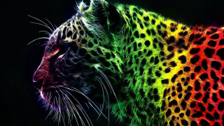 Colorful leopard rainbow black background - a black background free wallpaper for desktop