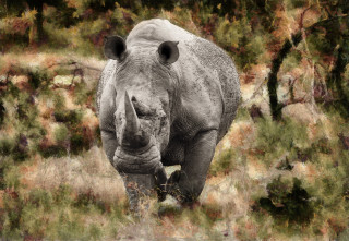 Rhinoceros field blurry background grass - amédée ozenfant free wallpaper