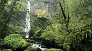 Waterfall forest mossy rocks trees 23 - a stream free wallpaper