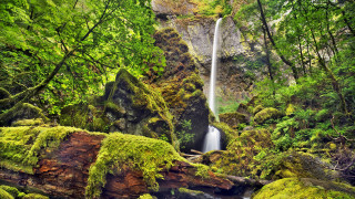Waterfall forest moss fallenlog nature - daphne mcclure free wallpaper for desktop