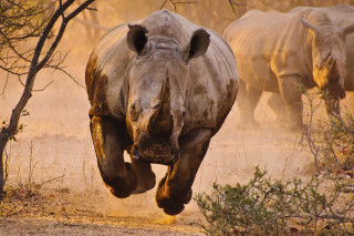 Rhino running dusty field background - dusty free wallpaper
