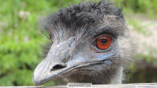 Ostrich red eye fence post - a red eye free wallpaper for desktop