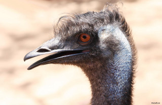 Bird large beak long neck - a long neck free wallpaper