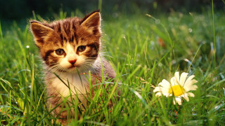 Kitten grass flower blurry background 2 - grass free wallpaper