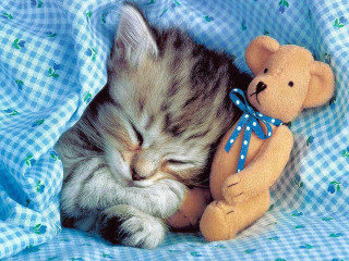 Kitten sleeping teddy bear bed - adorable free wallpaper