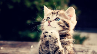 Kitten blue eyes standing paw - funny free wallpaper