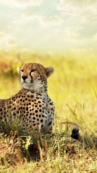 Cheetah sitting grass looking camera - wildlife photography free wallpaper for mobile