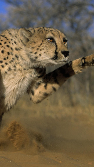 Cheetah running dirt stick tree - free cats wallpaper for mobile