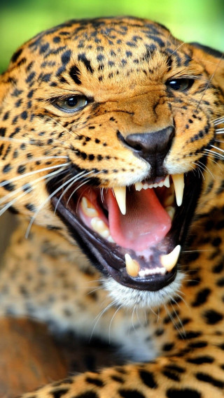 Leopard mouth open teeth wide 3 - free cats wallpaper for mobile