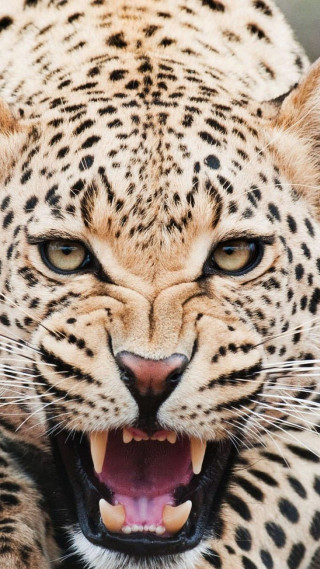 Leopard closeup mouth open teeth - its mouth open free wallpaper for mobile