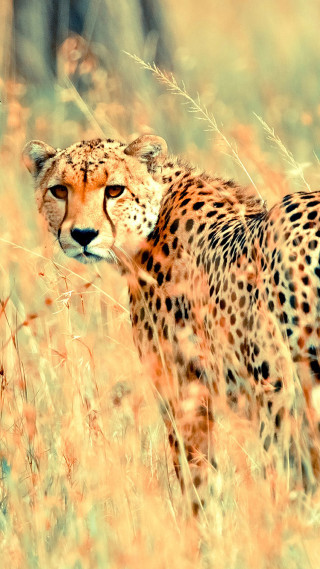 Cheetah walking field tall grass - tall grass free wallpaper for mobile