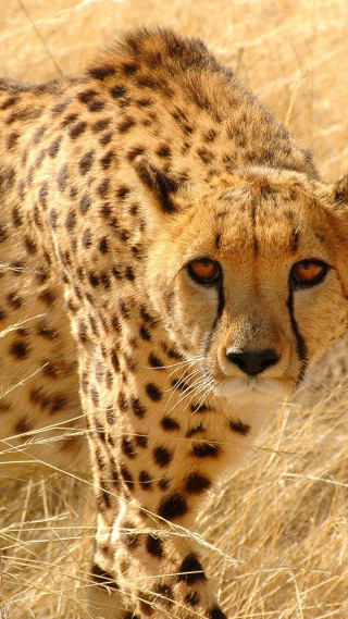 Cheetah drygrass tallgrass foreground puzzle - free animals wallpaper for mobile