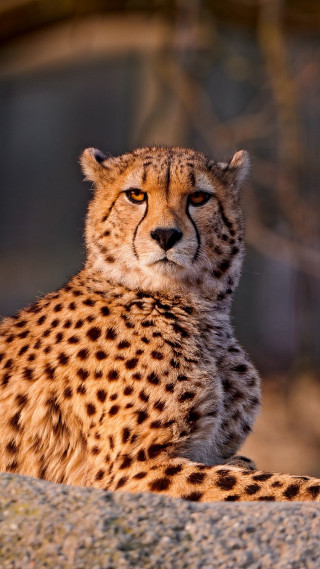Cheetah sitting rock camera blurry - free cats wallpaper for mobile