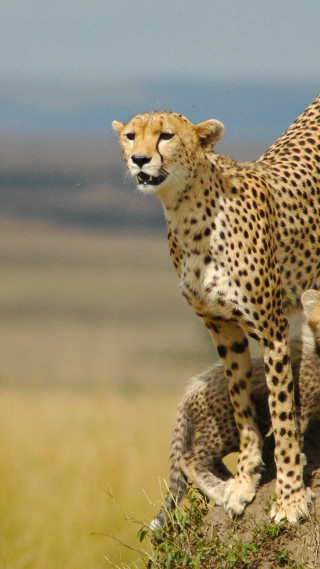 Cheetah standing rock wild another - free animals wallpaper for mobile
