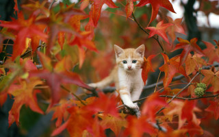 Kitten branch tree red leaves - a small kitten free wallpaper