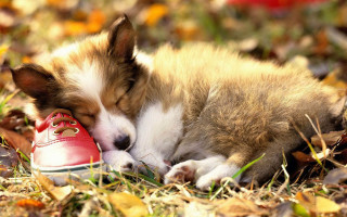 Small dog leaves shoe autumn - charles schulz free wallpaper