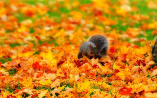 Squirrel field leaves grass tree - chippy free wallpaper