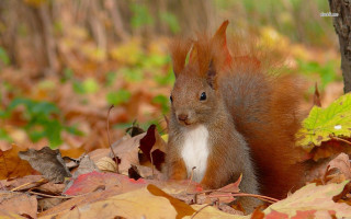 Squirrel standing leaves woods head - a squirrel free wallpaper
