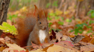 Squirrel standing leaves tree woods - autumn free wallpaper for desktop