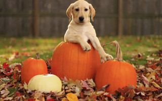 Puppy pumpkin leaves yard fence 2 - a puppy free wallpaper for desktop